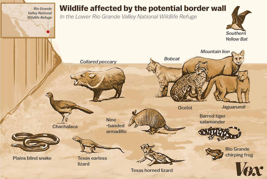 Border Wall Would Put More Than 100 Endangered Species at Risk: Experts